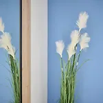 Mirabilis